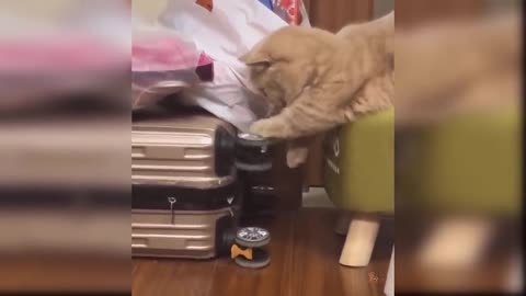 Baby cats-Funny and Cute Cat Videos #7 | funnycog