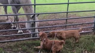 Dogy With Horse