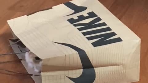 nike cat