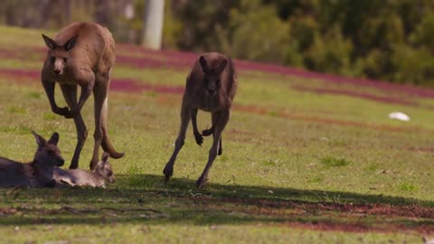 Best animals in Australia