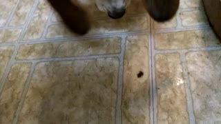 Beagle versus large spider