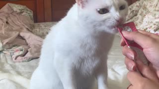 Kitten Does Tricks for Treat