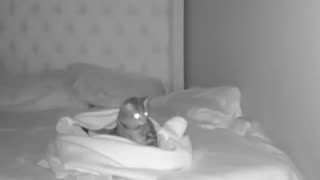 4.2 magnitude Earthquake wakes up two snuggling cats in Riverside, CA