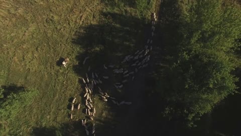 Aerial view of sheep herd. Sheep are walking near trees