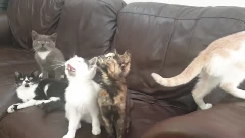 Funny Kittens On The Sofa | Funniest Animals | Funny Cat | Funny Animals Video
