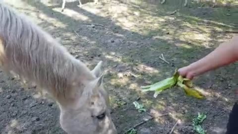 The horse eats among the goats very nice creatures