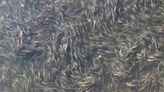 Largemouth Bass about to feast on this massive school of shad.