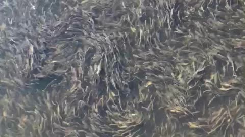 Largemouth Bass about to feast on this massive school of shad.