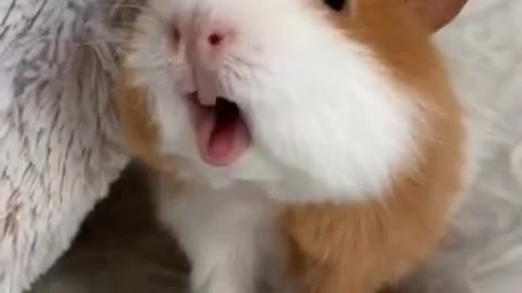 Guinea pig food noise