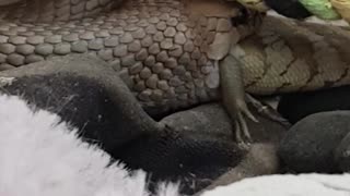 Snake Snacks on a Lizard