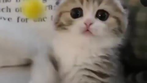 Funny Cat Videos Funny Animal Videos Try Not To Laugh