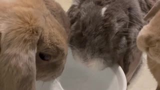 Bunnies Drink From Water Bowl Together