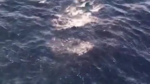 Encountered a whale splashing in the open sea