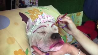 Dog Loves Getting Makeup Done