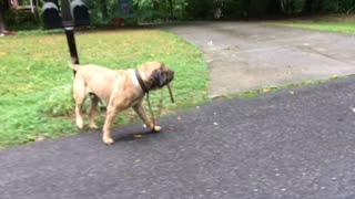 English Mastiff takes “himself” for a walk!