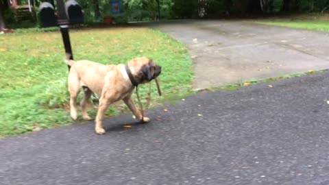 English Mastiff takes “himself” for a walk!