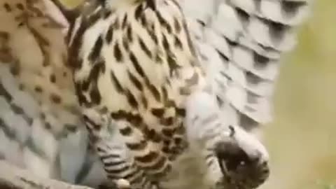 peregrine falcon vs snake || Fighting animals || Jungle hunters ||🦅🐍