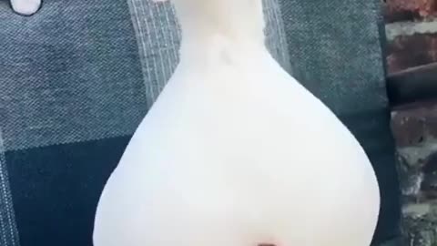 Cute white duck ..don't make her angry