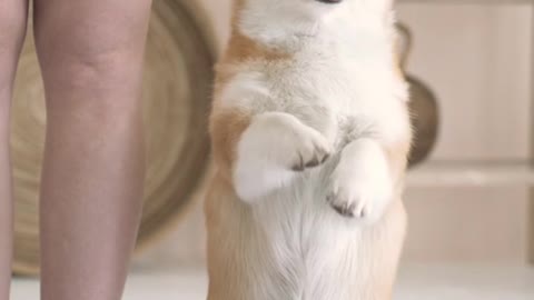 Dog Videos | Cute Animals | Tv For Dogs #shorts #animals #dog