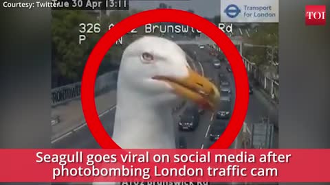 Viral video: seagulL photo bombs traffic cam in london