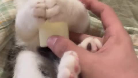 The cat is drinking milk