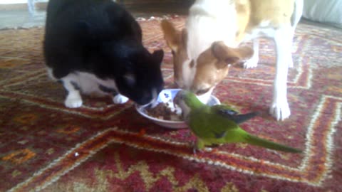 Dog, cat & parrot share lunch from the same plate