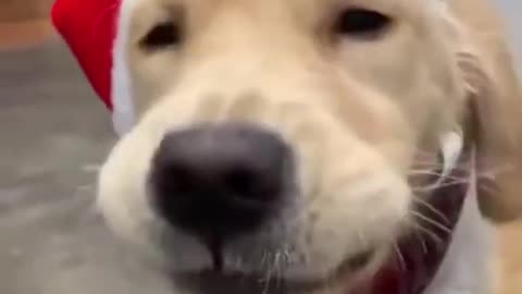 Funny dog lip synching
