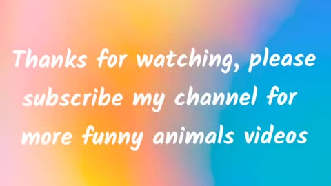 Funny animals video