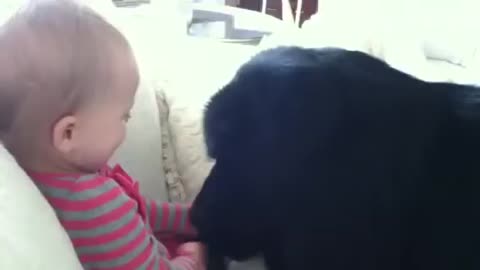 Giant Newfoundland dog makes toddler giggle
