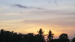 Herd Of Birds Flying Over Trees at Sunset