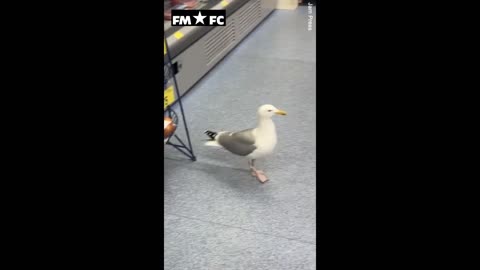 Moment angry seagull after stealing food from a B&M store