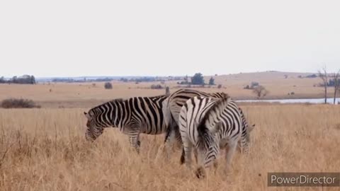 Amazing animal video zebra