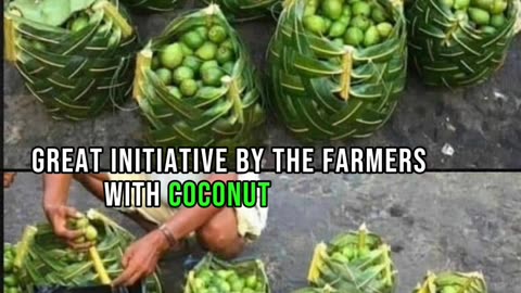 Coconut Leaves: Plastic's Eco-Rival
