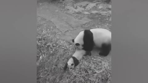 Funny Panda Videos