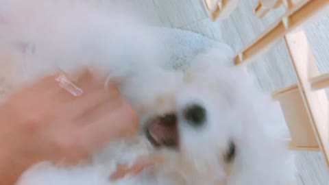 Puppy having fun with their owner