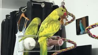 Parrot practices social distancing by hugging mirror reflection