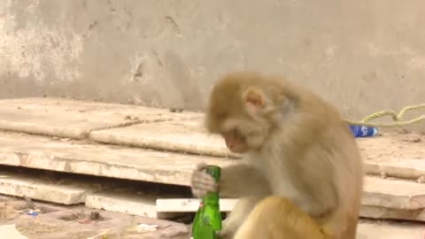 Monkey Drinking 7up