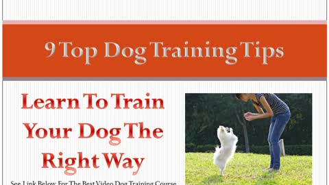 Dog training tips, nine tips