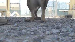 The skills of working dogs overseas are put on display