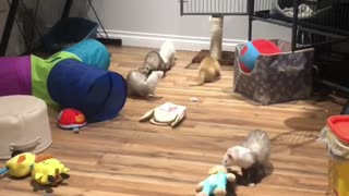 Ferrets Playing in The Play roomAt Home