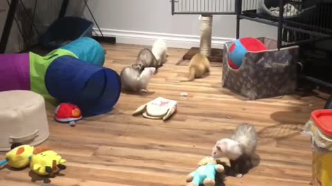 Ferrets Playing in The Play roomAt Home