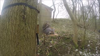 Grey Squirrel Shooting and Building a hide