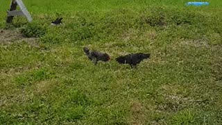 hen fight.. they are funny