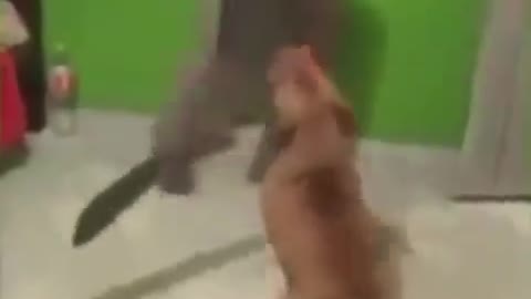 Samurai Dog fighting with a sword🐕‍🦺