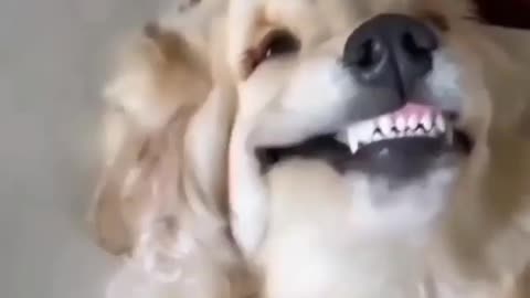 Laughing dog funny video