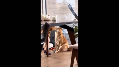 Funniest Cat and Dog Videos 😂😂