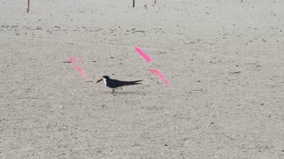 Skimmer Nesting Area 2021 St Pete Beach