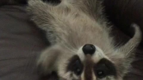 attack of the baby raccoon