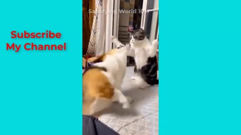 The Strangest Funniest Animal Videos || Funny Dog-Cat Moment