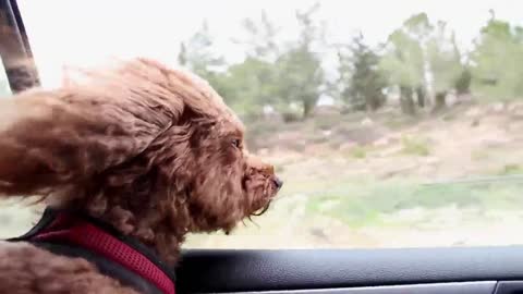 The dog's going on a vacation on a car